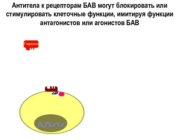 Антитела к рецепторам БАВ могут блокировать или стимулировать клеточные функции, имитируя функции антагонистов или агонистов БАВ