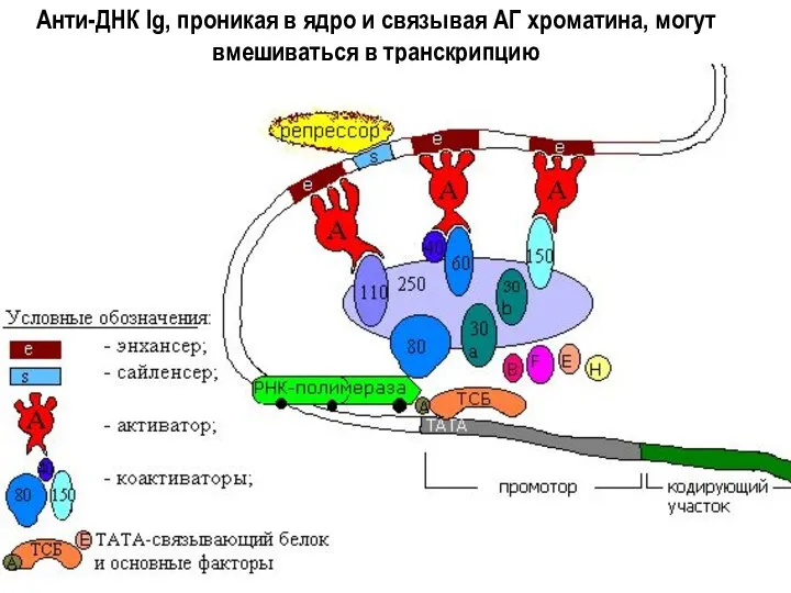 Анти-ДНК Ig, проникая в ядро и связывая АГ хроматина, могут вмешиваться в транскрипцию