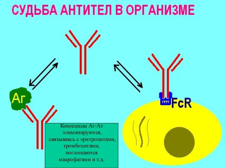 Комплексы Аг-Ат элиминируются, связываясь с эритроцитами, тромбоцитами, поглощаются макрофагами и т.д.