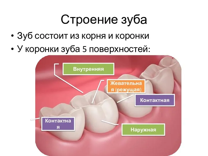 Строение зуба Зуб состоит из корня и коронки У коронки зуба