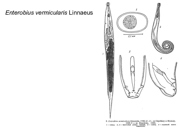 Enterobius vermicularis Linnaeus