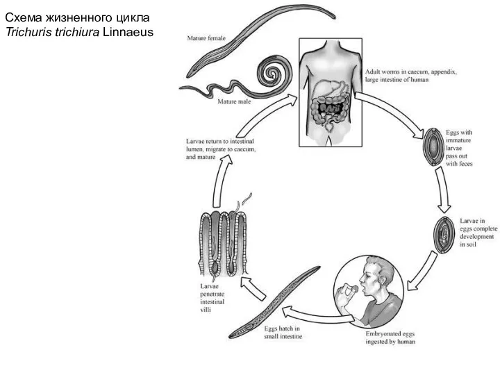 Схема жизненного цикла Trichuris trichiura Linnaeus