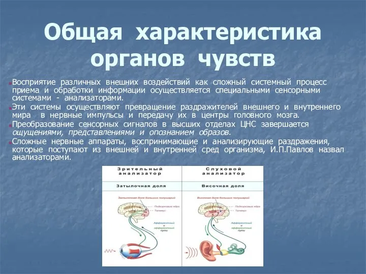 Общая характеристика органов чувств Восприятие различных внешних воздействий как сложный системный