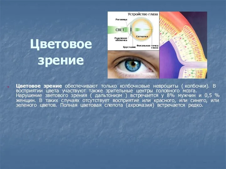 Цветовое зрение Цветовое зрение обеспечивают только колбочковые невроциты ( колбочки). В