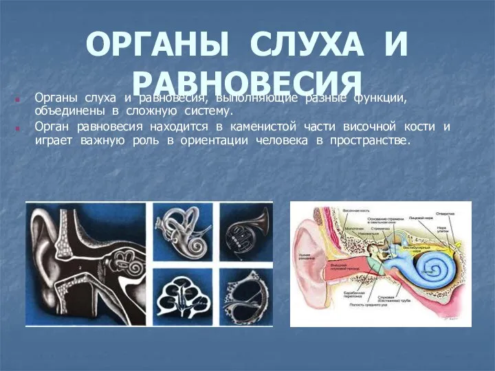 ОРГАНЫ СЛУХА И РАВНОВЕСИЯ Органы слуха и равновесия, выполняющие разные функции,