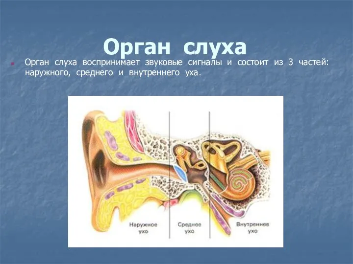 Орган слуха Орган слуха воспринимает звуковые сигналы и состоит из 3