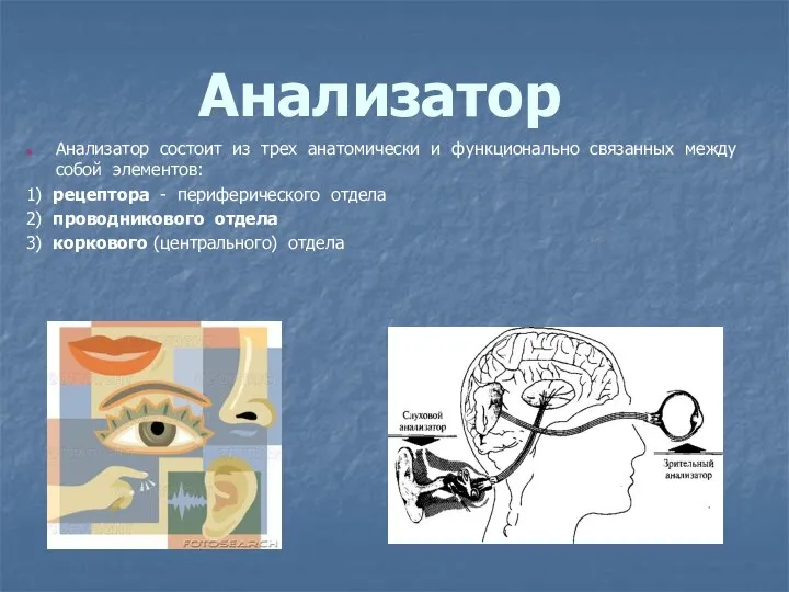 Анализатор Анализатор состоит из трех анатомически и функционально связанных между собой