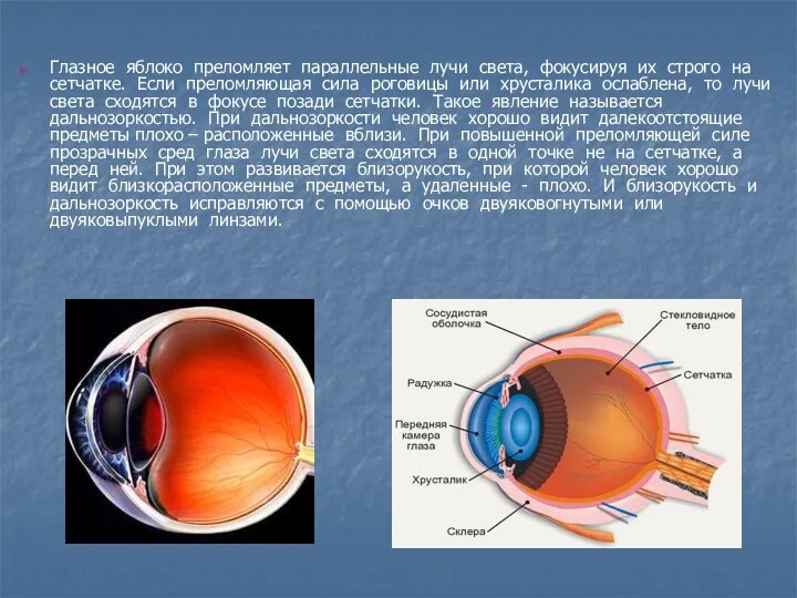 Глазное яблоко преломляет параллельные лучи света, фокусируя их строго на сетчатке.