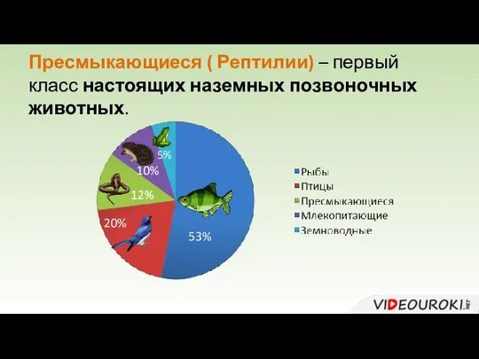 Пресмыкающиеся ( Рептилии) – первый класс настоящих наземных позвоночных животных. 53% 20% 10% 5%