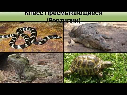 Класс Пресмыкающиеся (Рептилии)