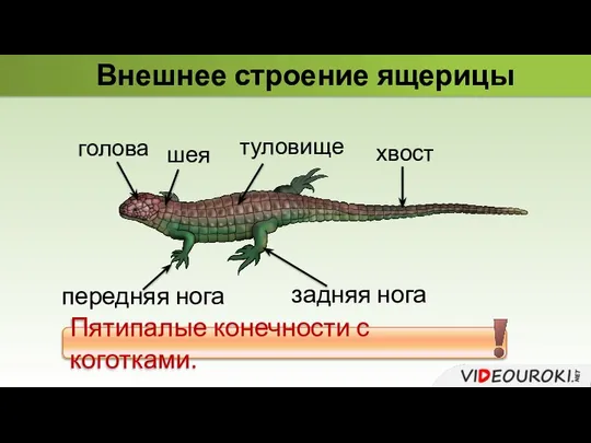 Внешнее строение ящерицы передняя нога задняя нога Пятипалые конечности с коготками. туловище голова хвост шея