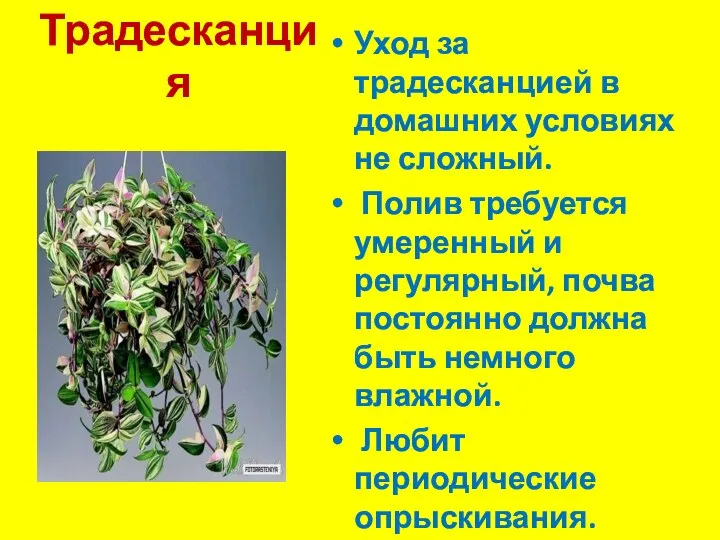 Традесканция Уход за традесканцией в домашних условиях не сложный. Полив требуется