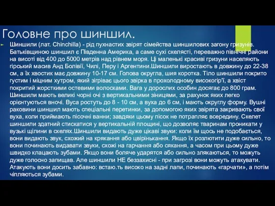 Головне про шиншил. Шиншили (лат. Chinchilla) - рід пухнастих звірят сімейства