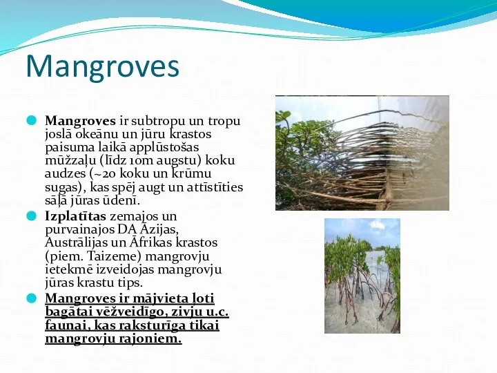 Mangroves Mangroves ir subtropu un tropu joslā okeānu un jūru krastos