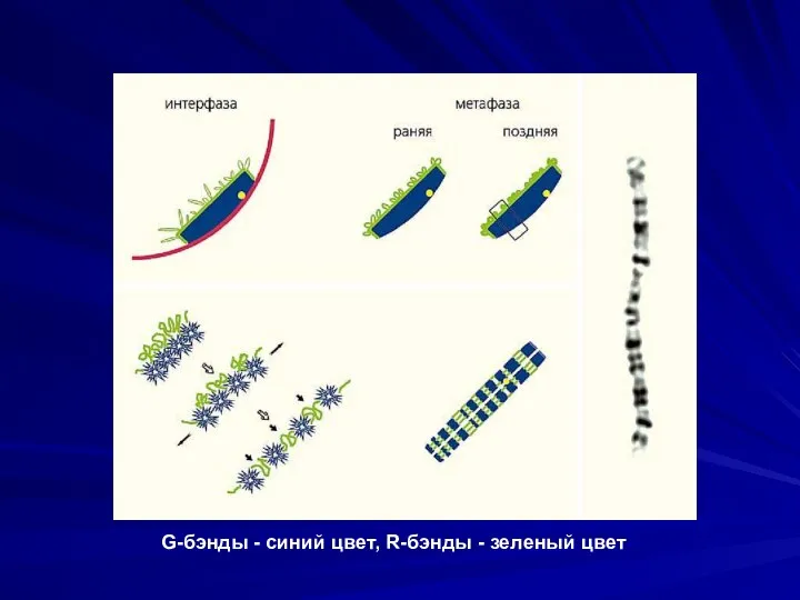 G-бэнды - синий цвет, R-бэнды - зеленый цвет