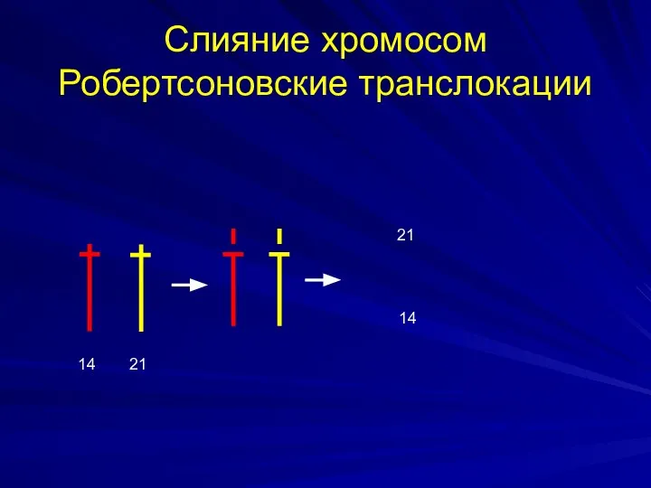 Слияние хромосом Робертсоновские транслокации 14 21 14 21