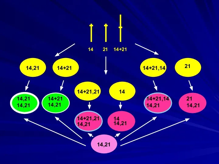 14 21 14+21 14,21 14+21 21 14+21,14 14+21,21 14 14,21 14,21