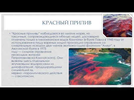 КРАСНЫЙ ПРИЛИВ “Красные приливы” наблюдаются во многих морях, но токсичные, сопровождающиеся