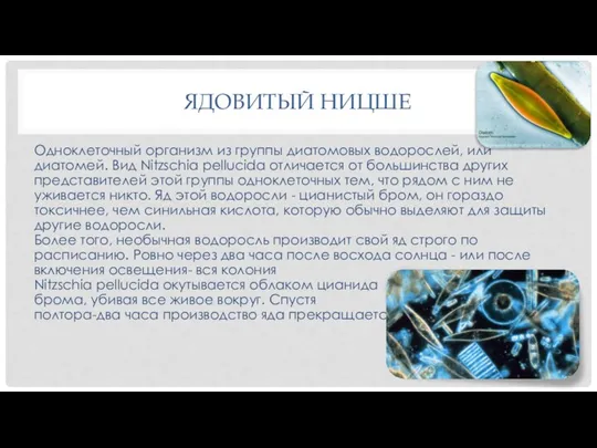 ЯДОВИТЫЙ НИЦШЕ Одноклеточный организм из группы диатомовых водорослей, или диатомей. Вид