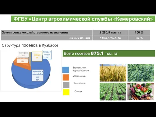 ФГБУ «Центр агрохимической службы «Кемеровский» Структура посевов в Кузбассе Масличные Картофель