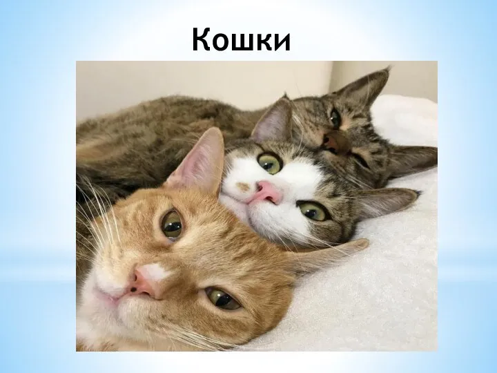 Кошки