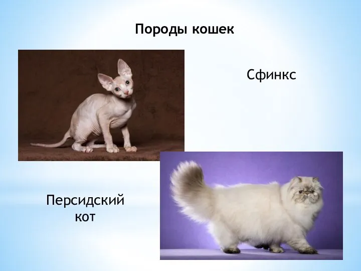 Породы кошек Сфинкс Персидский кот