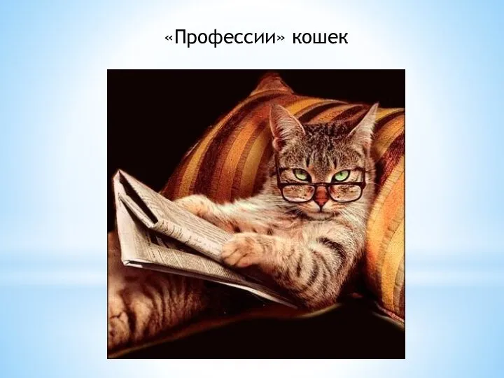 «Профессии» кошек