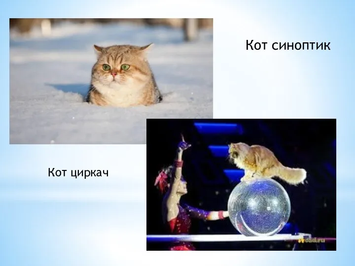 Кот синоптик Кот циркач