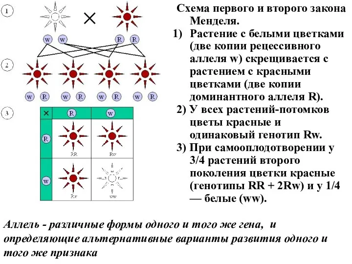 Схема первого и второго закона Менделя. Растение с белыми цветками (две