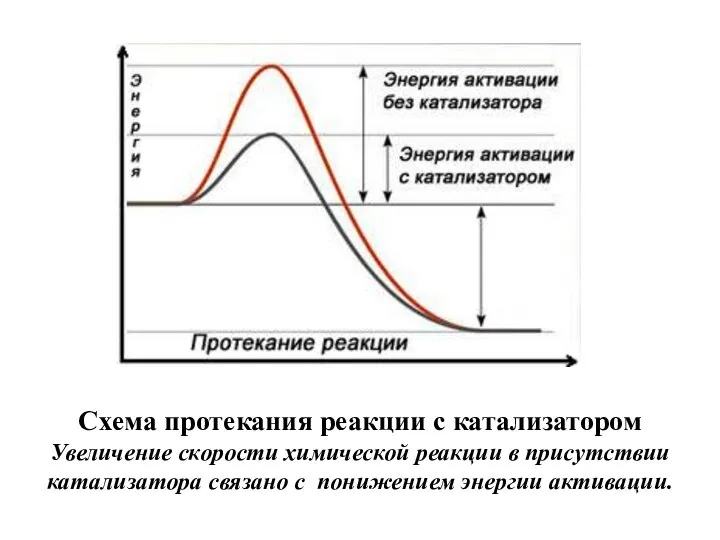 Схема протекания реакции с катализатором Увеличение скорости химической реакции в присутствии