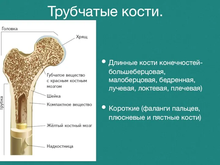 Трубчатые кости. Длинные кости конечностей-большеберцовая, малоберцовая, бедренная, лучевая, локтевая, плечевая) Короткие