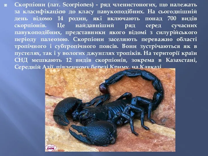 Скорпіони (лат. Scorpiones) - ряд членистоногих, що належать за класифікацією до