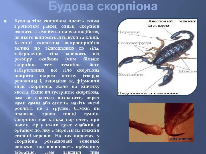 Будова скорпіона Будова тіла скорпіона досить схожа з річковим раком, однак,