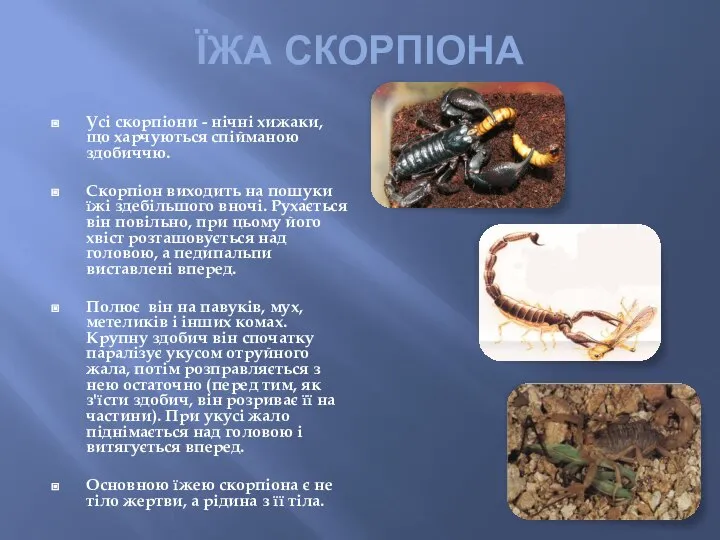 ЇЖА СКОРПІОНА Усі скорпіони - нічні хижаки, що харчуються спійманою здобиччю.