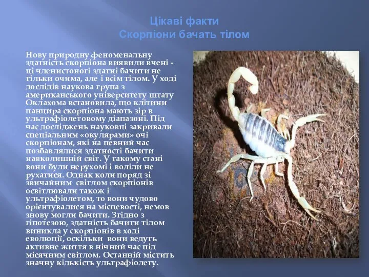 Цікаві факти Скорпіони бачать тілом Нову природну феноменальну здатність скорпіона виявили