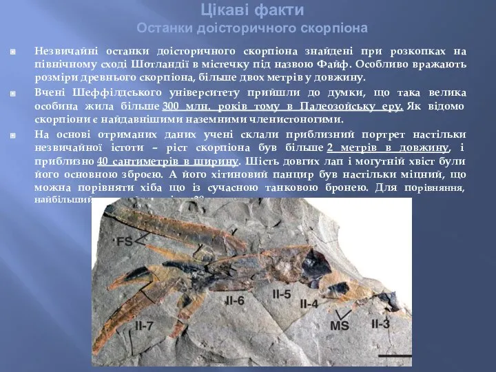 Цікаві факти Останки доісторичного скорпіона Незвичайні останки доісторичного скорпіона знайдені при