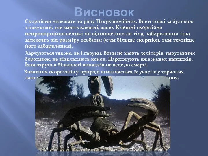 Висновок Скорпіони належать до ряду Павукоподібних. Вони схожі за будовою з