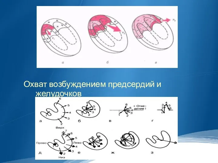 Охват возбуждением предсердий и желудочков