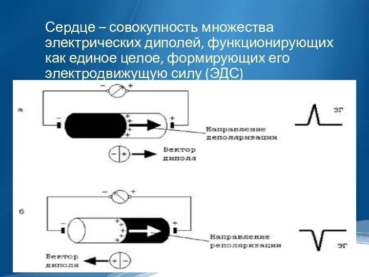 Сердце – совокупность множества электрических диполей, функционирующих как единое целое, формирующих его электродвижущую силу (ЭДС)