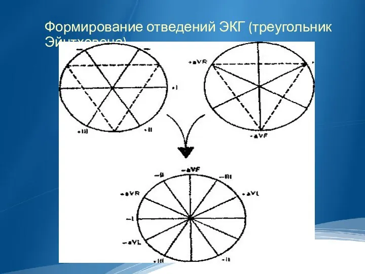 Формирование отведений ЭКГ (треугольник Эйнтховена)