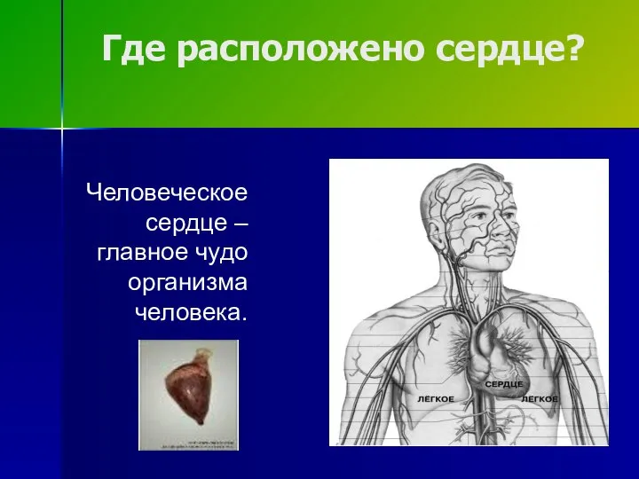 Где расположено сердце? Человеческое сердце – главное чудо организма человека.