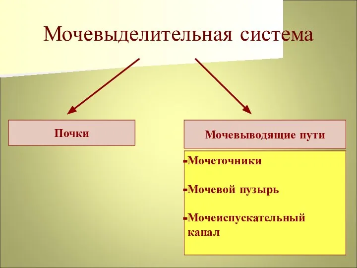 Мочевыделительная система Почки Мочевыводящие пути Мочеточники Мочевой пузырь Мочеиспускательный канал