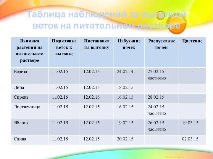 Таблица наблюдений за выгонкой веток на питательном растворе