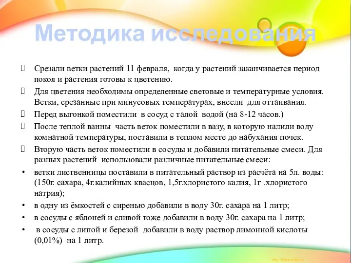 Методика исследования Срезали ветки растений 11 февраля, когда у растений заканчивается