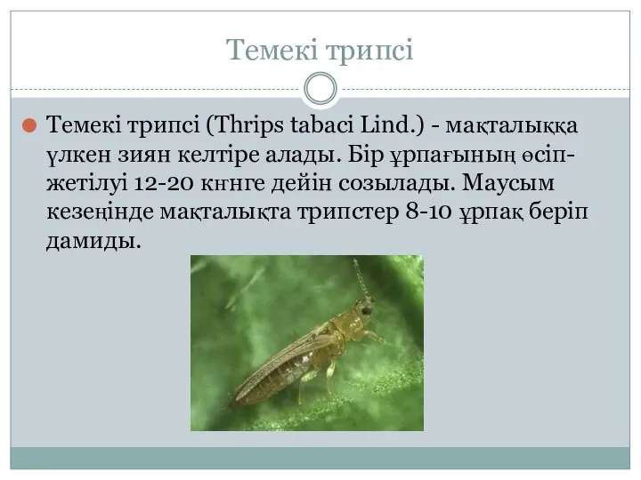 Темекі трипсі Темекі трипсі (Thrips tabaci Lind.) - мақталыққа үлкен зиян