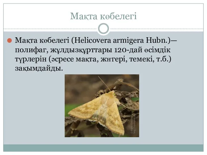 Мақта көбелегі Мақта көбелегі (Helicovera armigera Hubn.)—полифаг, жұлдызқұрттары 120-дай өсімдік түрлерін