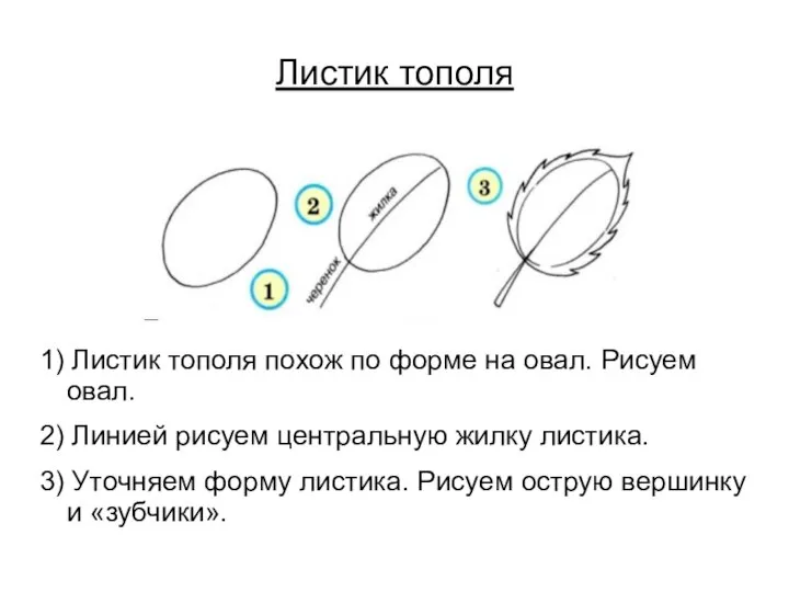 Листик тополя 1) Листик тополя похож по форме на овал. Рисуем