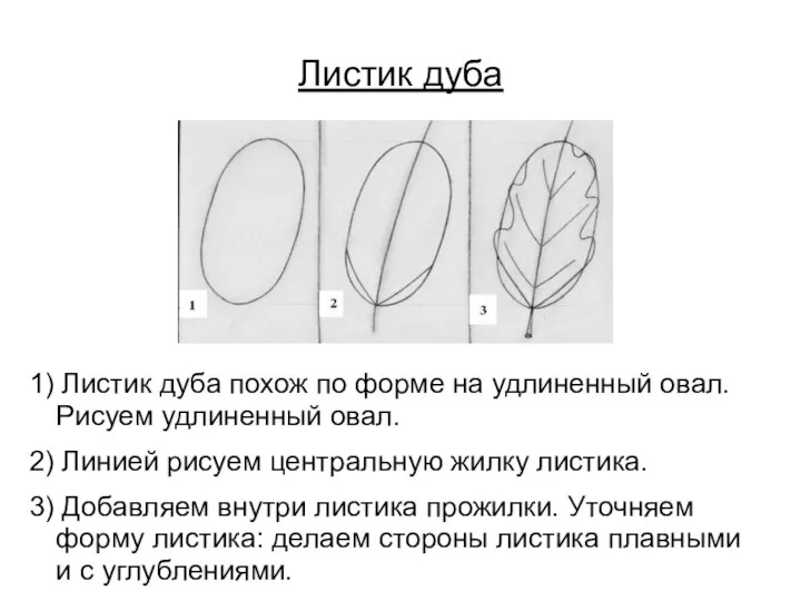 Листик дуба 1) Листик дуба похож по форме на удлиненный овал.