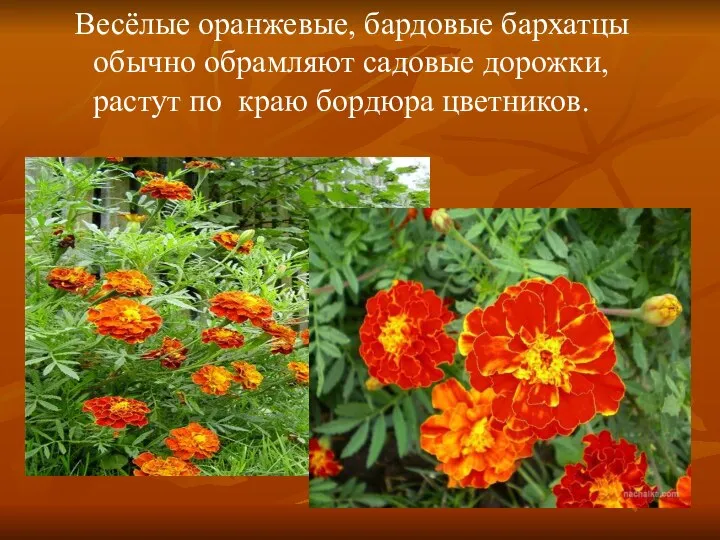 Весёлые оранжевые, бардовые бархатцы обычно обрамляют садовые дорожки, растут по краю бордюра цветников.