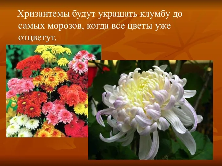 Хризантемы будут украшать клумбу до самых морозов, когда все цветы уже отцветут.